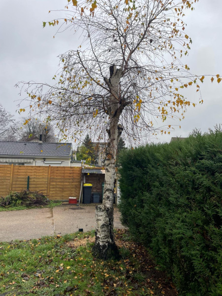 Abattage arbre Yvelines